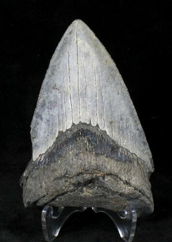 Bargain, Serrated Megalodon Tooth - Venice, FL #20558